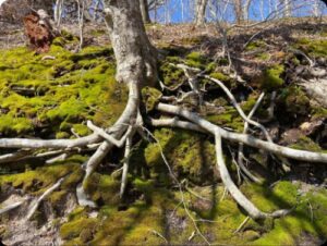 Tending to the Roots