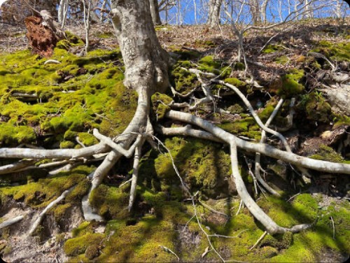 Tending to the Roots